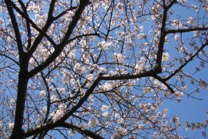 Цветущая сакура в начале апреля