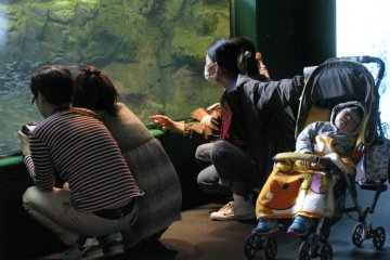 В аквариуме