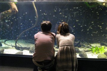 В аквариуме