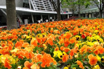 Весенние цветы в Токио