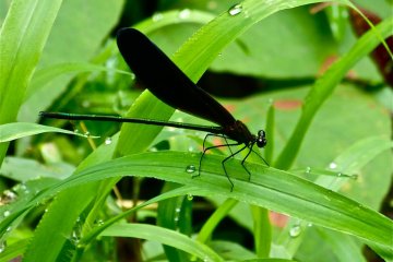 <p>เราเห็นแมลงปอที่มีปีกสีดำจำนวนมากที่ด้านหลังของศาลเจ้า (&quot;ปีกสีดำ&quot; แปลตรงๆได้ว่า คุโระบะเนะ)</p>