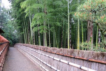 Изгородь вдоль бамбукового леса