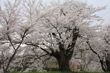Многие сакуры - старые деревья