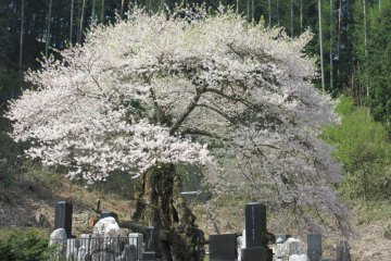 Сакура на кладбище