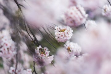 Cherry Blossom Guide: Flower Types