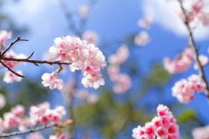 Bunga Sakura Yaese