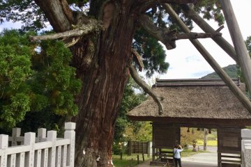 A 30m tall cedar  that is believed to be more than 2000 years old, commonly called Yaosugi.