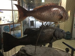 Some of the biggest fishes caught in the waters of the Oki Islands