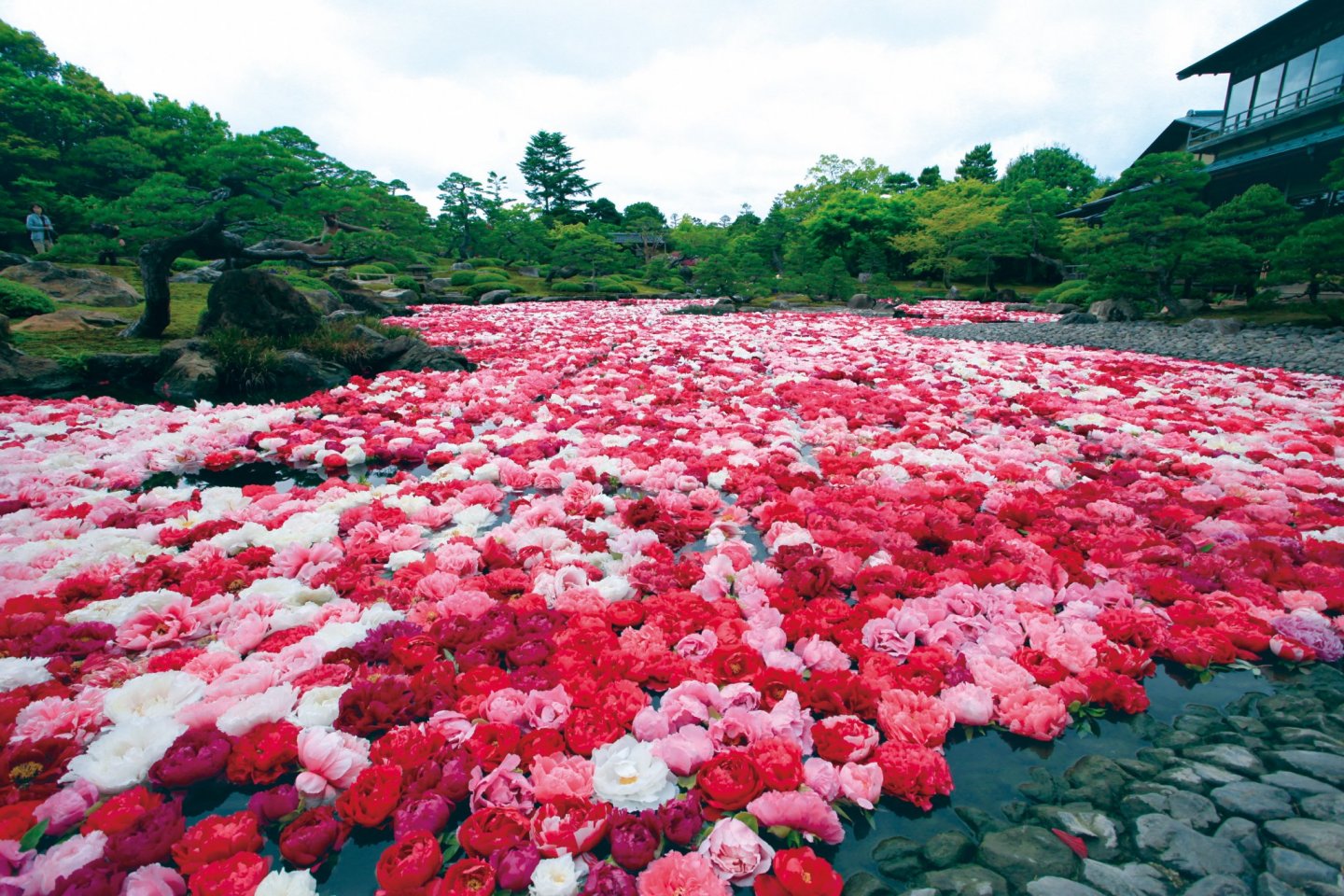 Des fleurs de pivoines sont mises à flotter par milliers sur l\'étang du jardin Yuushien fin avril-début mai.
