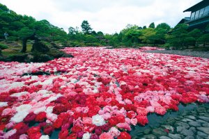 Des fleurs de pivoines sont mises à flotter par milliers sur l'étang du jardin Yuushien fin avril-début mai.