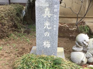 Harta Kuil Shinkoji, sebuah pohon plum berumur 300 tahun