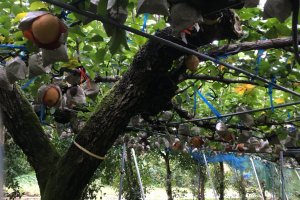 Pear varieties at Hirano Orchard
