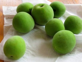 Green plums collected for making Umeshu