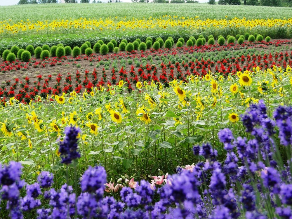 Bunga-bunga dalam berbagai warna di Bukit Zerubu