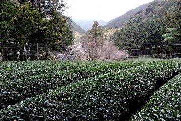 These bushes will produce leaves for matcha