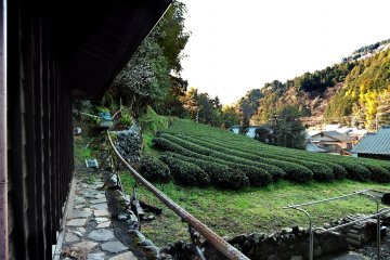 Tea field at Meguri-en Yururi