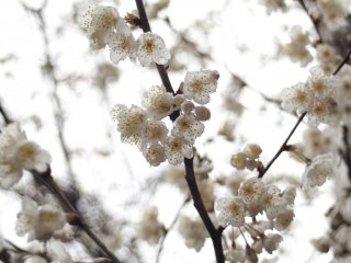  In tears, these blossoms look prettier.