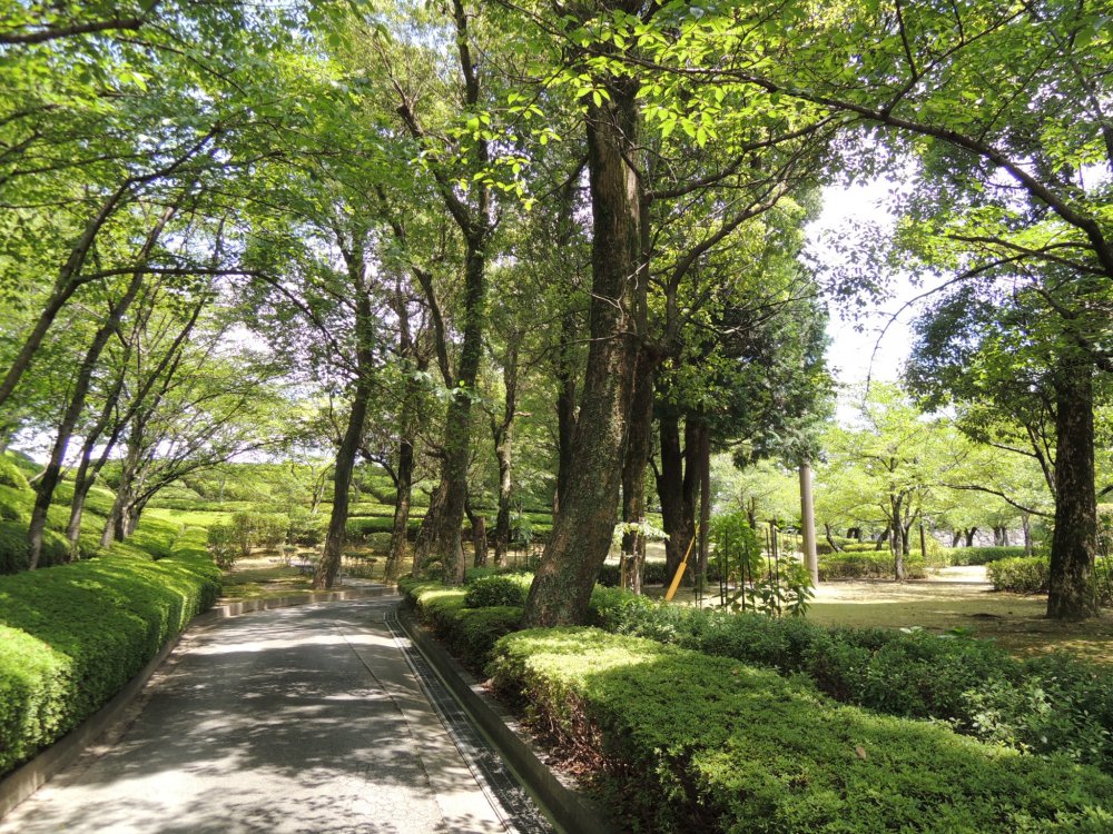 The path is surrounded by green plants in the summer