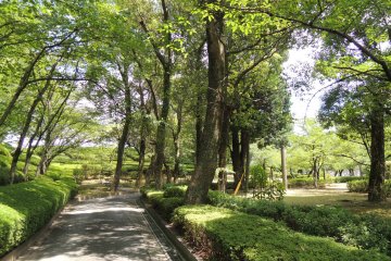 The path is surrounded by green plants in the summer