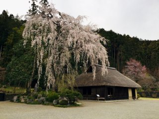 The 400 year old sakura tree.