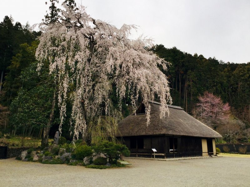 ต้นซากุระอายุ 400 ปี