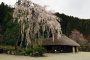 ต้นซากุระอายุ 400 ปี