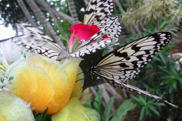 A chance to get as close to butterflies as you possibly can