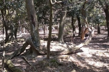 Primeval Forest Nara Park