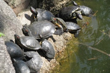 Скопище черепах в парке Осаки