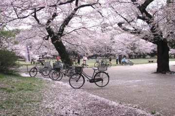 Многие приезжают в парк на велосипедах