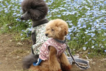 Dressy Dogs in Japan