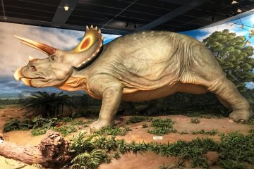 The triceratops - my child's favorite!