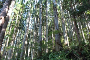 The wild woods around Kurama Temple