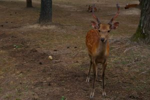 Shika deer in Nara