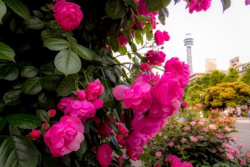 Pink roses in the foreground well compliment Yokohama’s Marine Tower in the background