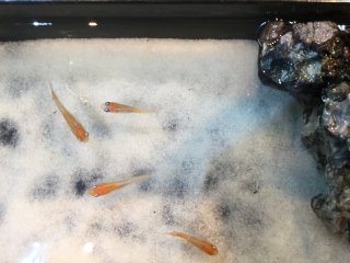 These orange medaka appear to be swimming in snow.