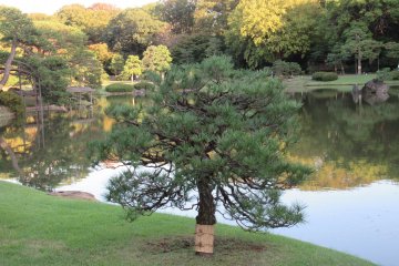 A view with a pine tree