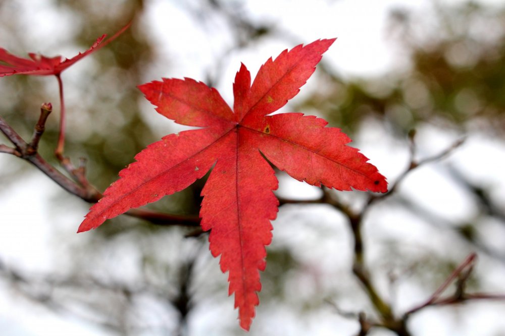 Momiji maple leaf, a classic autumn image in Japan