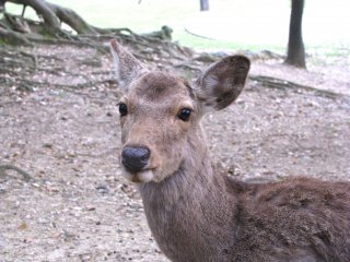 A new acquaintance in Nara Park
