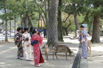 I enjoyed the sight of girls in yukata and deer
