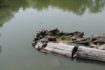 Turtles in Ara Pond