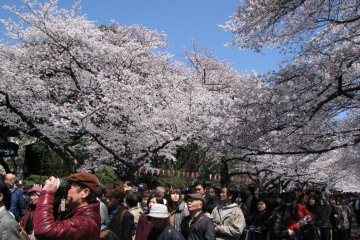 Ueno Park's blooming cherry blossoms in April
