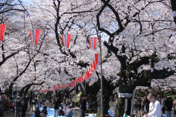 Hanami parties beneath the trees in Ueno Park