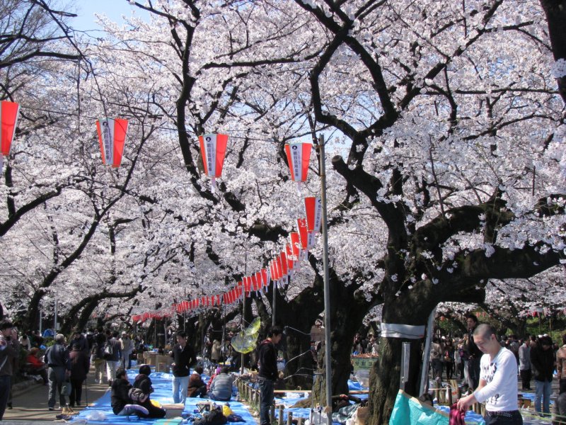 Hanami parties beneath the trees in Ueno Park