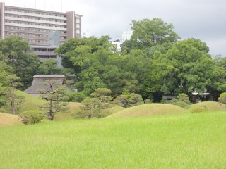 Large area covered in green grass
