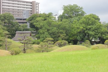 Large area covered in green grass