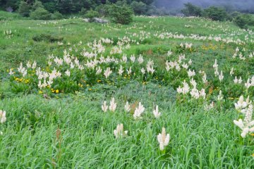 Fields of Kobaikeiso (White Hellebore)