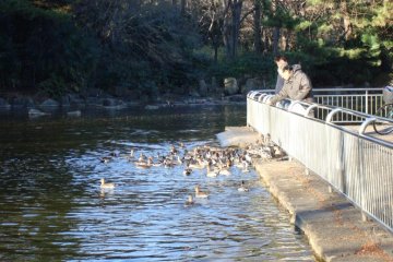 Feeding ducks in the duck pond.