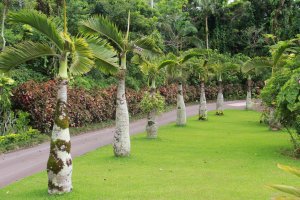 Bottle palms line the edge of a well maintained grass bed along the road the park tram travels