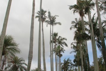 <p>Alexandria palms are among the tallest trees found inside Southeast Botanical Gardens</p>